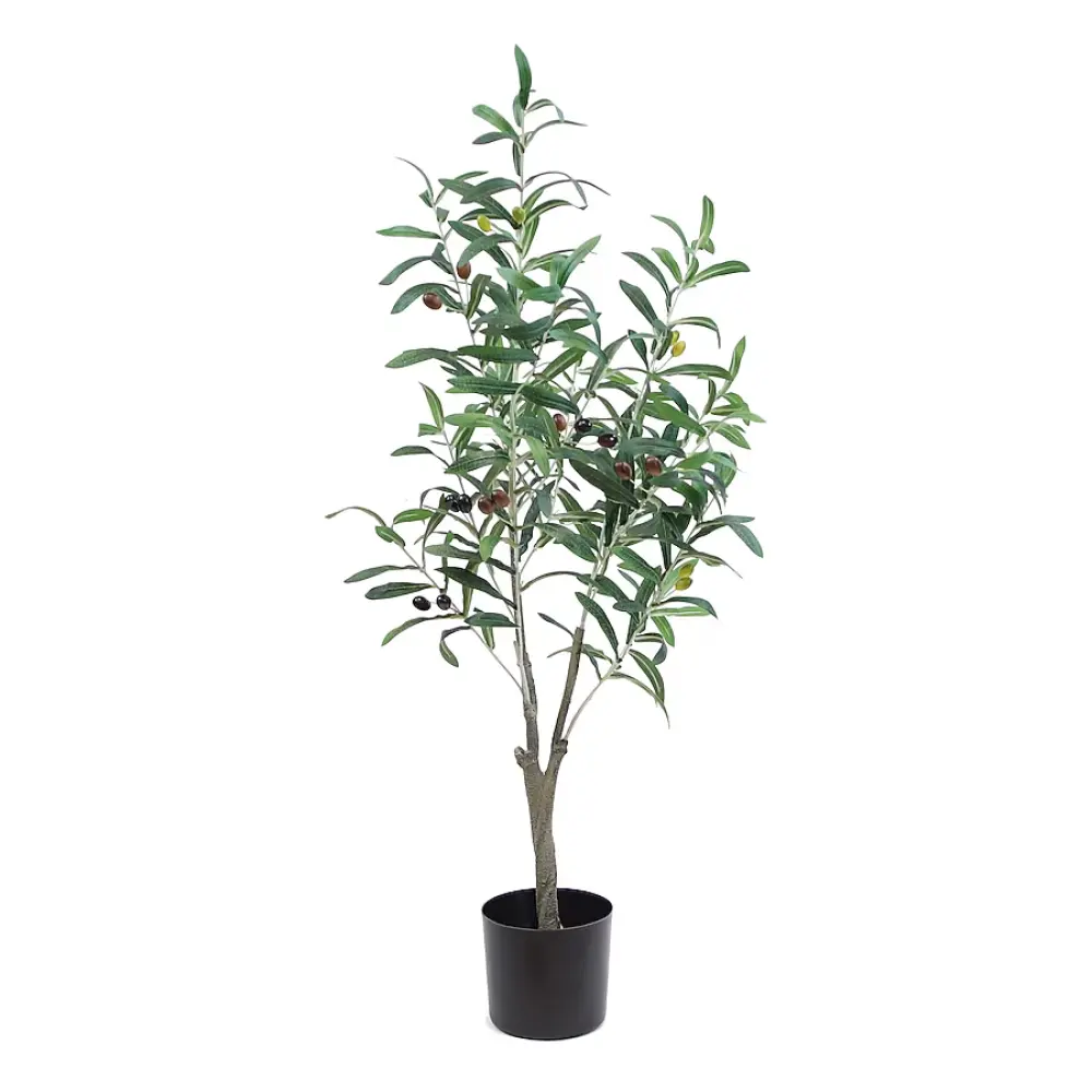 Olive Tree 1.3M 