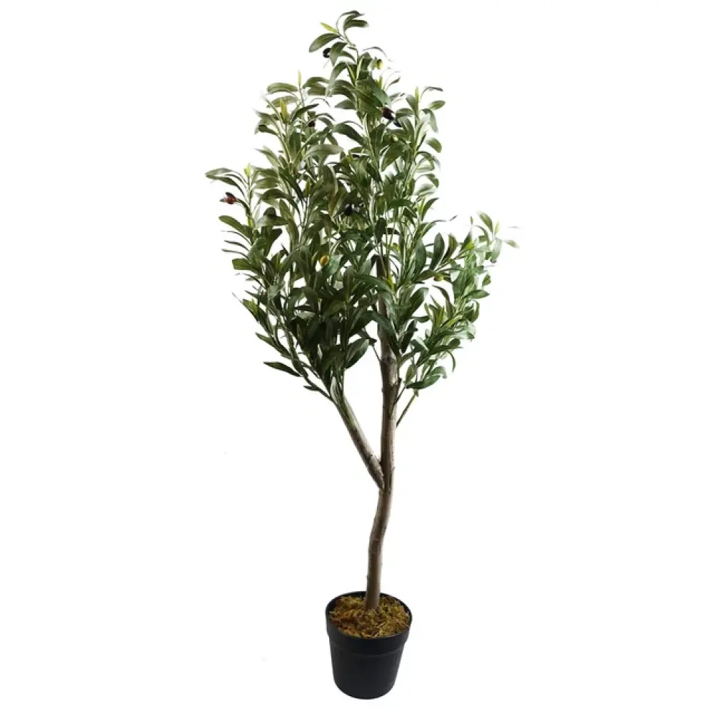 Olive Tree 1.8m 